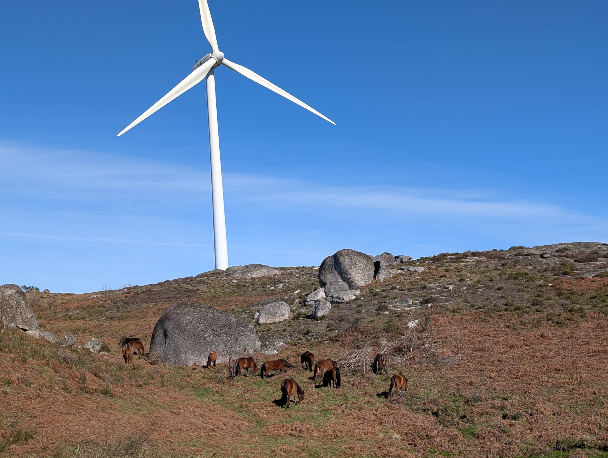 Passeio a cavalo em Fafe