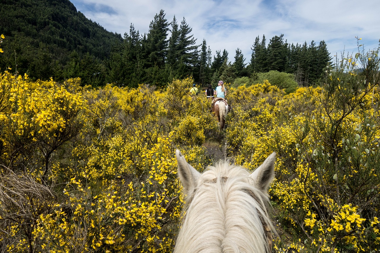 Passeio a cavalo na região de Fafe