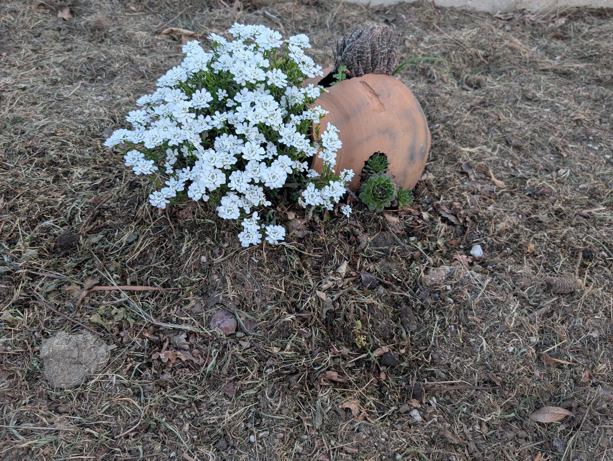 Jardim da Casa Porta da Frente