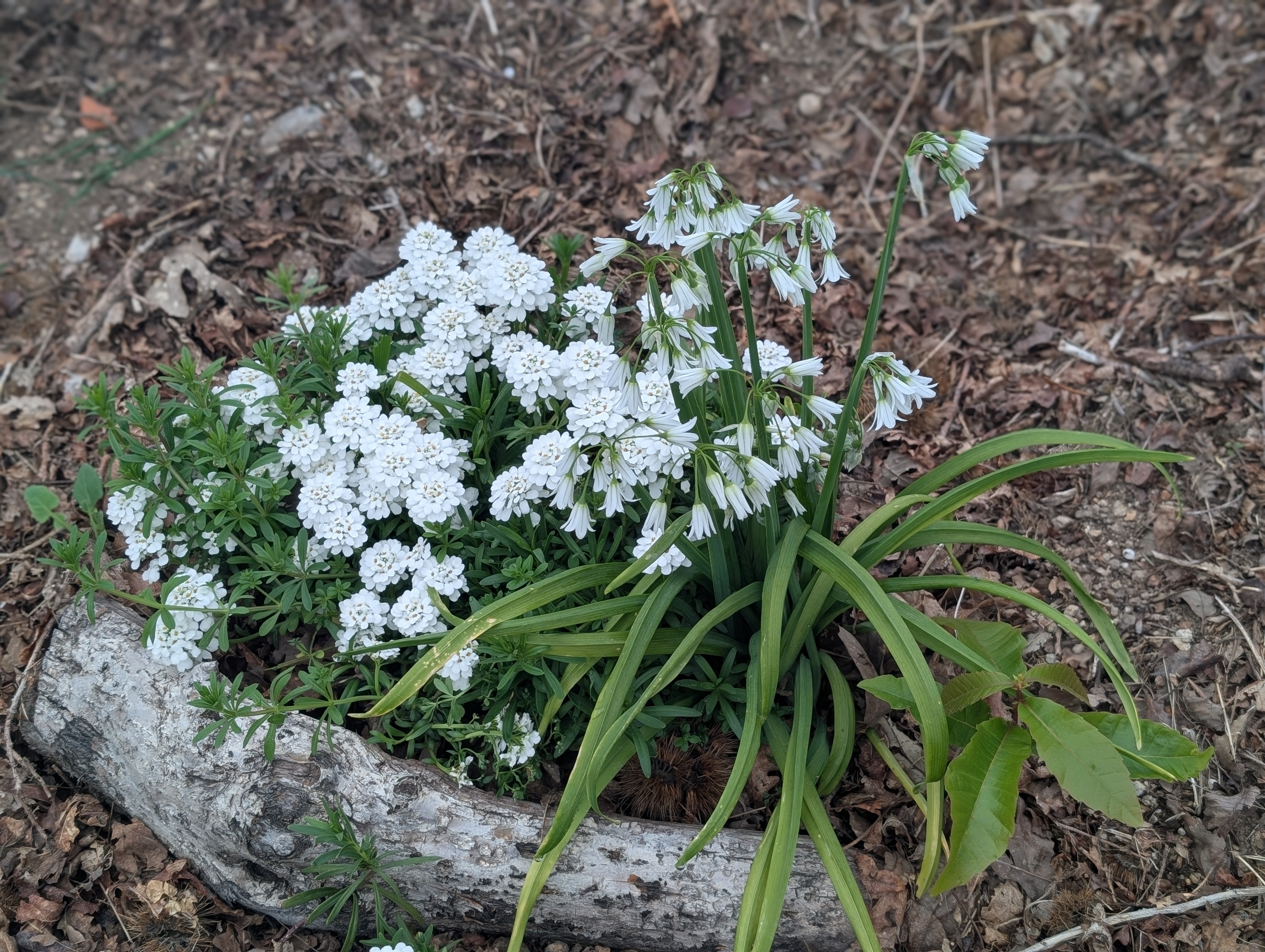 Jardim exterior do alojamento
